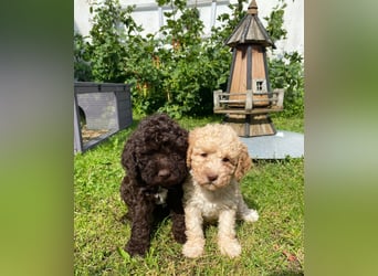 Lagotto Romagnolo/Wasserhund/Trüffelsuchhund
