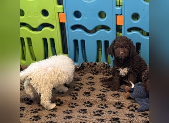 Lagotto Romagnolo/Wasserhund/Trüffelsuchhund