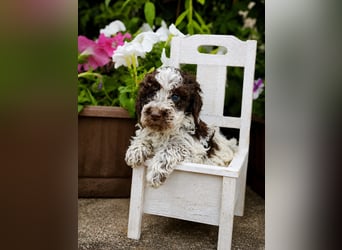 Lagotto Romagnolo/Wasserhund/Trüffelsuchhund