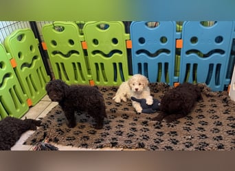 Lagotto Romagnolo/Wasserhund/Trüffelsuchhund