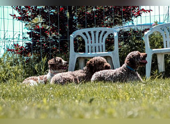 Lagotto Romagnolo/Wasserhund/Trüffelsuchhund