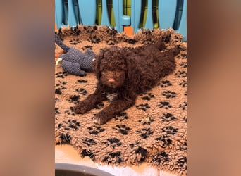 Lagotto Romagnolo/Wasserhund/Trüffelsuchhund