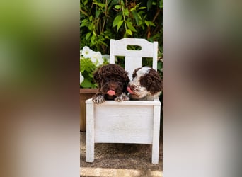 Lagotto Romagnolo/Wasserhund/Trüffelsuchhund