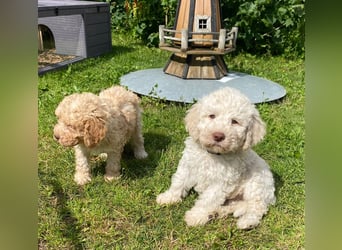 Lagotto Romagnolo/Wasserhund/Trüffelsuchhund