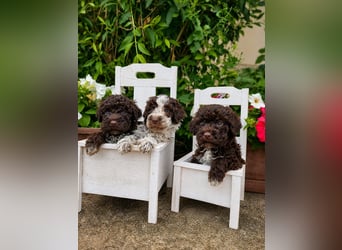 Lagotto Romagnolo/Wasserhund/Trüffelsuchhund