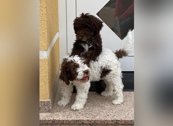 Lagotto Romagnolo/Wasserhund/Trüffelsuchhund