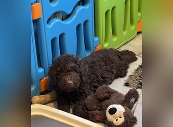 Lagotto Romagnolo/Wasserhund/Trüffelsuchhund