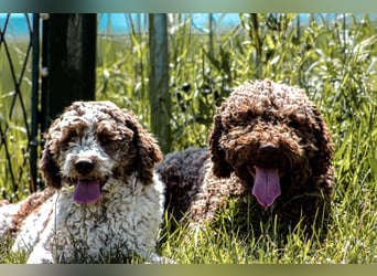 Lagotto Romagnolo/Wasserhund/Trüffelsuchhund