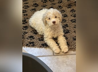 Lagotto Romagnolo/Wasserhund/Trüffelsuchhund