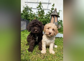 Lagotto Romagnolo/Wasserhund/Trüffelsuchhund