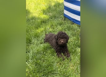 Lagotto Romagnolo/Wasserhund/Trüffelsuchhund