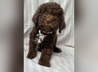 Lagotto Romagnolo/Wasserhund/Trüffelsuchhund
