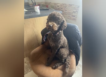 Lagotto Romagnolo Welpen