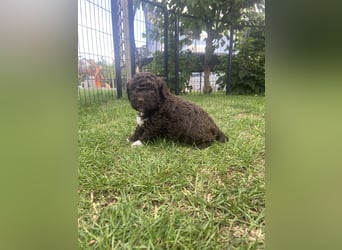 Lagotto Romagnolo Welpen