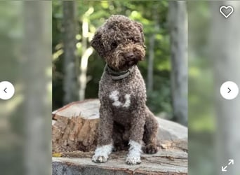Lagotto Romagnolo Welpen