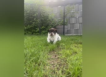 Lagotto Romagnolo Welpen