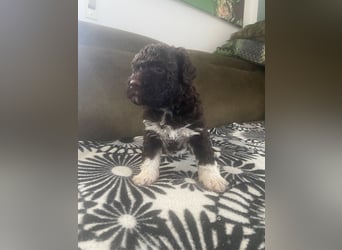 Lagotto Romagnolo Welpen