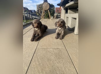 Lagotto Romagnolo Welpen
