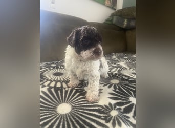Lagotto Romagnolo Welpen