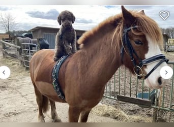 Lagotto Romagnolo Welpen