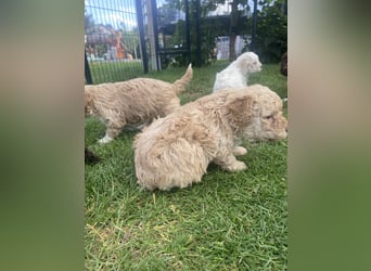 Lagotto Romagnolo Welpen