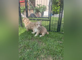 Lagotto Romagnolo Welpen