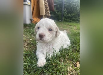 Lagotto Romagnolo Welpen