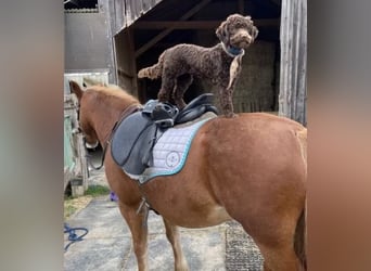 Lagotto Romagnolo Welpen