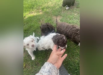 Lagotto Romagnolo Welpen