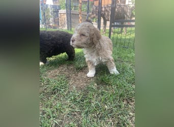 Lagotto Romagnolo Welpen