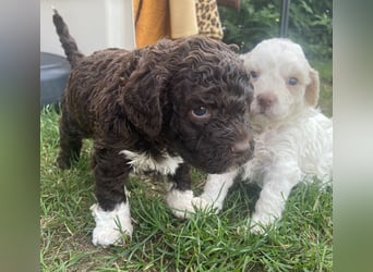 Lagotto Romagnolo Welpen