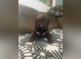Lagotto Romagnolo Welpen