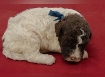Lagotto Romagnolo Welpen, Wurf vom 10. September 2026, ENCI, Toskana