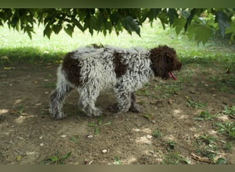 Lagotto Romagnolo Welpe Ugo, ENCI-Ahnentafel, Toskana