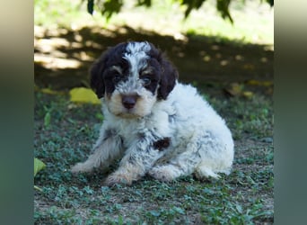 Lagotto Romagnolo Welpe Argo, ENCI-Ahnentafel, Toskana