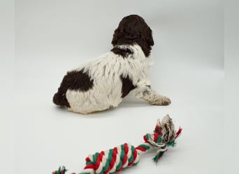 Lagotto Romagnolo Welpe, Hündin, ENCI-Ahnentafel, Toskana