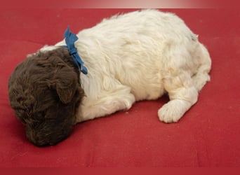 Lagotto Romagnolo Welpen, Wurf vom 10. September 2026, ENCI, Toskana