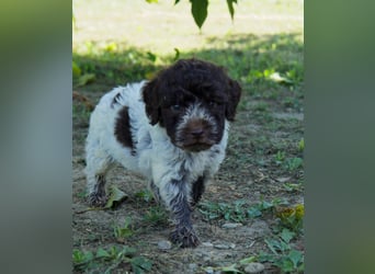 Lagotto Romagnolo Welpe Spillo, ENCI-Ahnentafel, Toskana