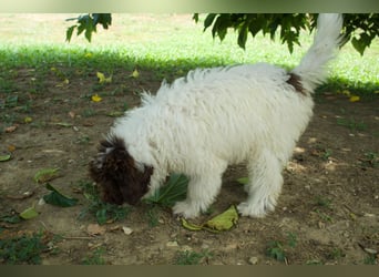 Lagotto Romagnolo Welpe Gina, ENCI-Ahnentafel, Toskana