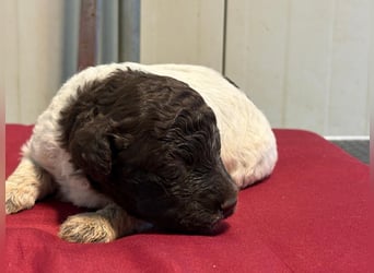 Lagotto Romagnolo Welpin, Hündin, ENCI-Ahnentafel, Toskana