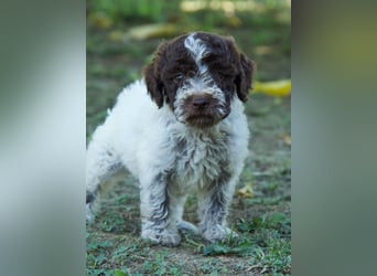 Lagotto Romagnolo Welpe Otto, ENCI-Ahnentafel, Toskana
