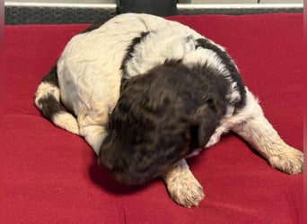Lagotto Romagnolo Welpin, Hündin, ENCI-Ahnentafel, Toskana