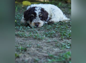Lagotto Romagnolo Welpe Argo, ENCI-Ahnentafel, Toskana
