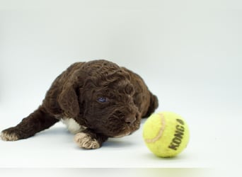 Lagotto Romagnolo Welpe, Rüde, ENCI-Ahnentafel, Toskana