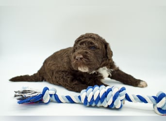 Lagotto Romagnolo Welpe, Rüde, ENCI-Ahnentafel, Toskana