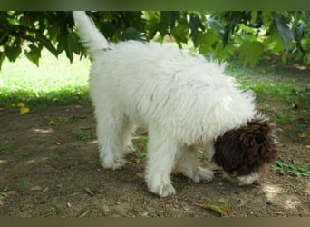 Lagotto Romagnolo Welpe Gina, ENCI-Ahnentafel, Toskana