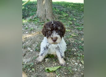 Lagotto Romagnolo Welpe Fiocco, ENCI-Ahnentafel, Toskana