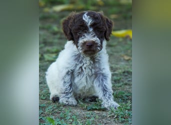 Lagotto Romagnolo Welpe Otto, ENCI-Ahnentafel, Toskana