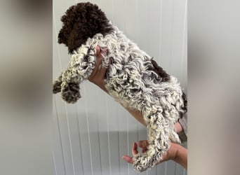 Lagotto Romagnolo Welpe Ugo, ENCI-Ahnentafel, Toskana