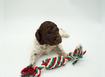 Lagotto Romagnolo Welpe, Hündin, ENCI-Ahnentafel, Toskana